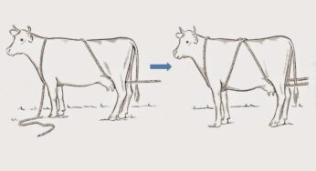 Cara Mudah Merobohkan Sapi Qurban